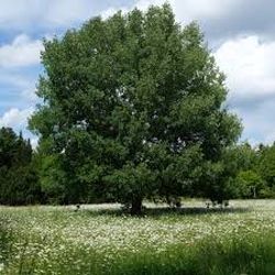 Zitterpappel (Populus tremula) Zitterpappel (Populus tremula)