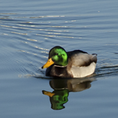Bild-Galerie: Ente auf der Spree Ente auf der Spree