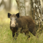 Bild-Galerie: Wildschwein Wildschwein