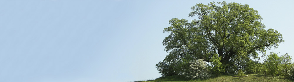 Baum des Jahres