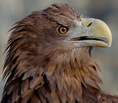 Adler